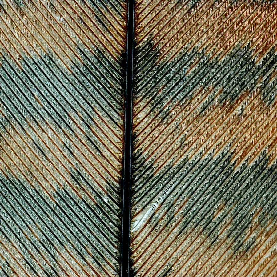 The fine strands of a white feather, up close
