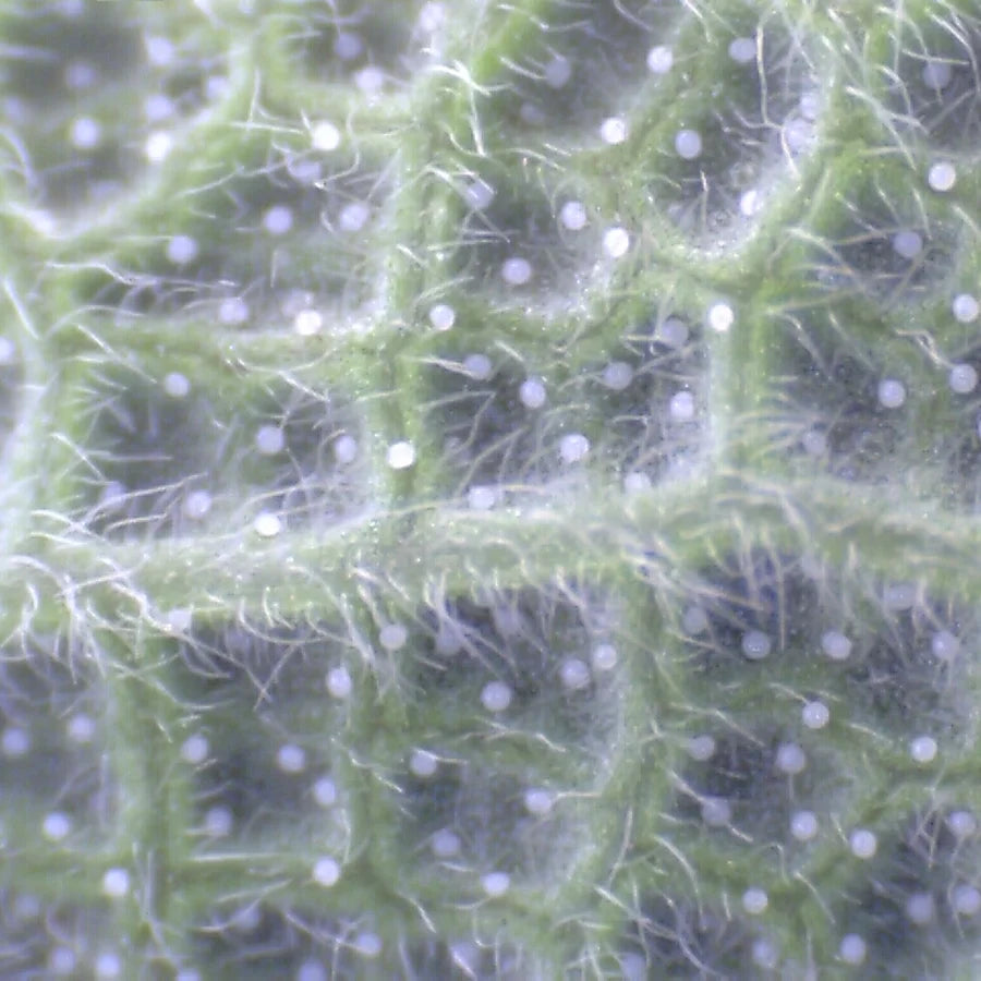 The veins of a green leaf, up close