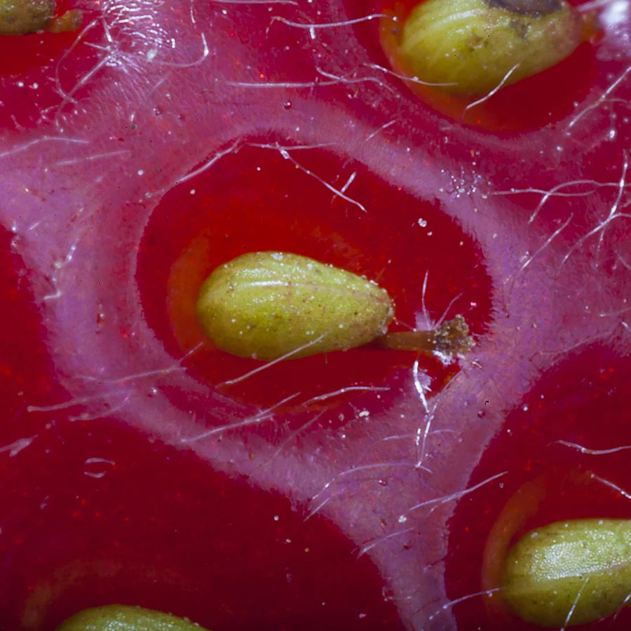 The skin of a strawberry with its seeds, up close